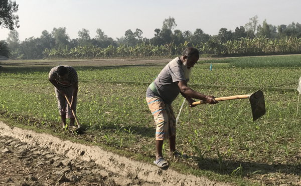 আত্রাইয়ে তীব্র শীত, দুশ্চিন্তা বাড়ছে কৃষকদের