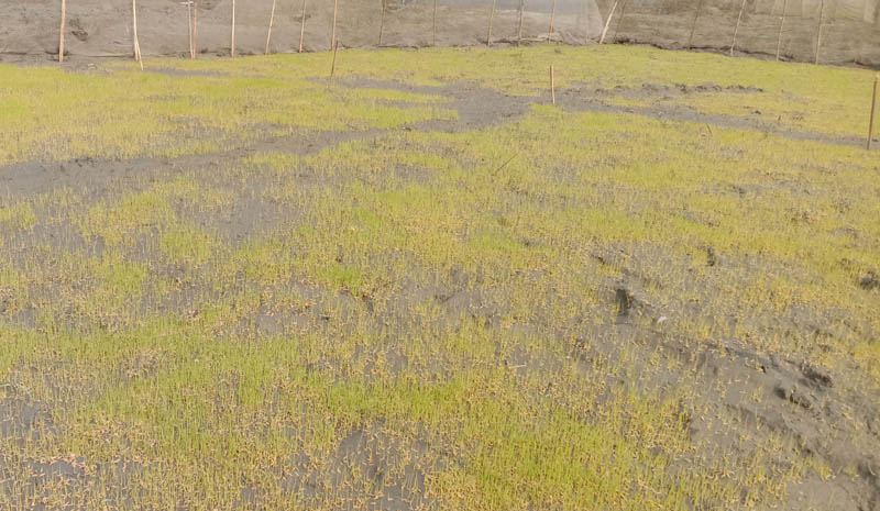 লালপুরে বোরো ধানের বীজতলা তৈরীতে ব্যস্ত কৃষক